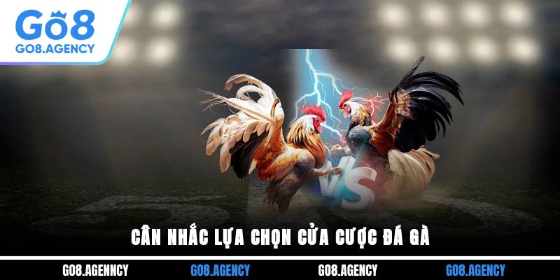 Cân nhắc lựa chọn cửa cược đá gà Cân nhắc lựa chọn cửa cược đá gà