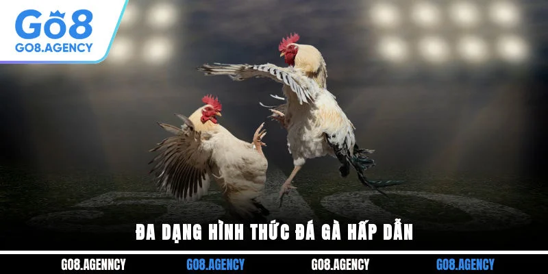 Đa dạng hình thức đá gà hấp dẫn Đa dạng hình thức đá gà hấp dẫn