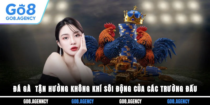 Đá Gà Go8 - Tận Hưởng Không Khí Sôi Động Của Các Trường Đấu Đá Gà Go8 - Tận Hưởng Không Khí Sôi Động Của Các Trường Đấu